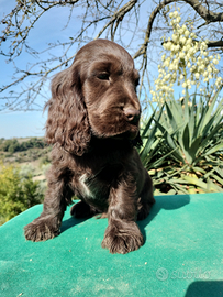 Cocker spaniel inglese pedigree PET TERAPY Show