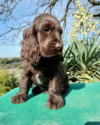 Cocker spaniel inglese pedigree PET TERAPY Show