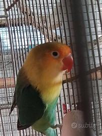 Coppia Inseparabili Fischer 3386761357