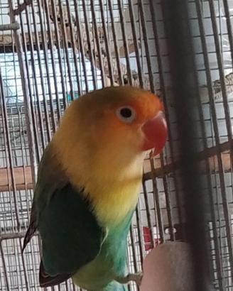 Coppia Inseparabili Fischer 3386761357