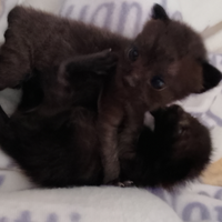 Quattro gattini in adozione svezzati