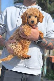 Barboncino maschio fulvo