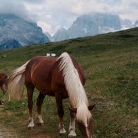 Cavalla noriker con puledra