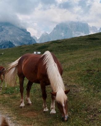 Cavalla noriker con puledra