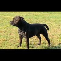 Staffordshire Bull Terrier