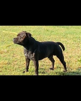 Staffordshire Bull Terrier
