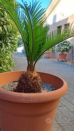 Cycas revoluta
