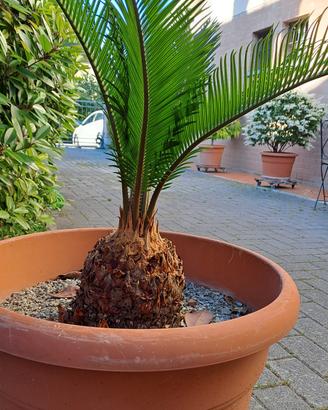 Cycas revoluta