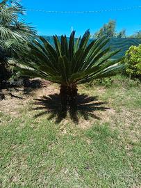 Cycas Revoluta