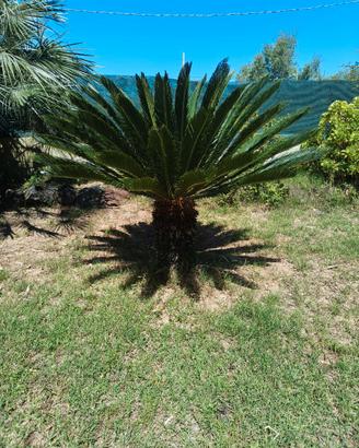Cycas Revoluta