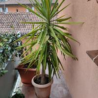 Palma Yucca