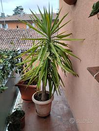 Palma Yucca