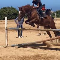 Cavalla da salto saura