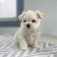 Cucciolina femmina di Maltese