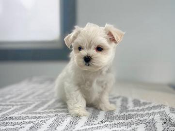 Cucciolina femmina di Maltese