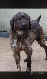 Cane in adozione gratuita