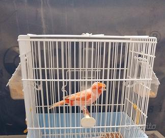 Arlecchino portoghese