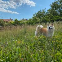 Akita Inu