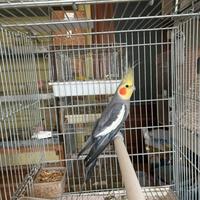 Maschio Calopsite maggiorata