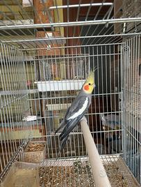 Maschio Calopsite maggiorata