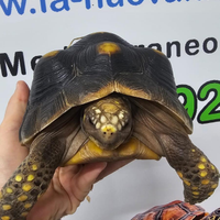 Coppia Tartaruga Carbonaria