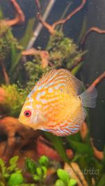 5 Discus 4/6 cm.