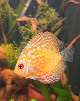 5 Discus 4/6 cm.