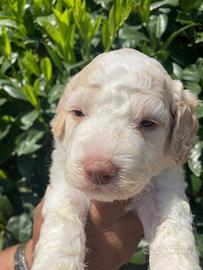 Cucciolo di Lagotto Romagnolo