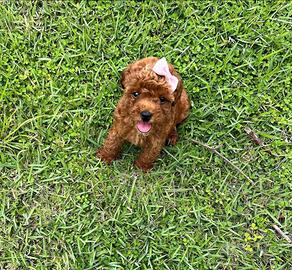 Cuccioli barboncino toy red