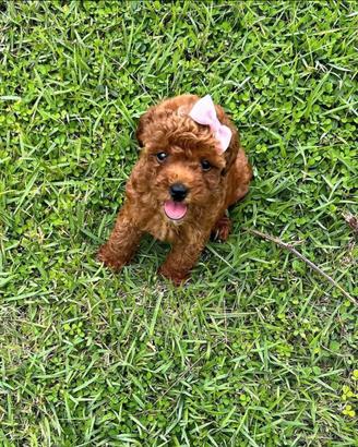 Cuccioli barboncino toy red