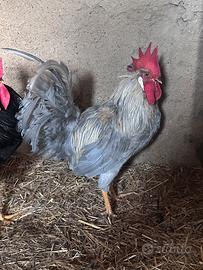 Gallo livornese