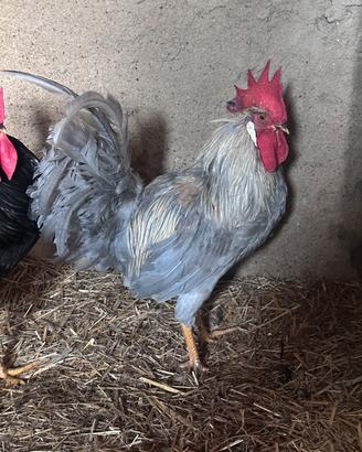 Gallo livornese