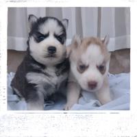 Siberian Husky pedigree enci