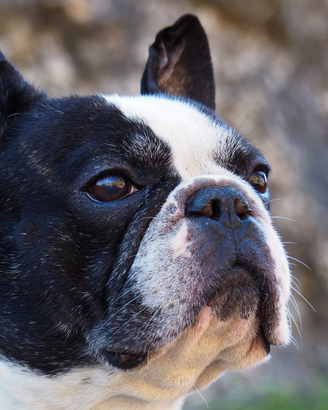 Bouldogue francese per.monta
