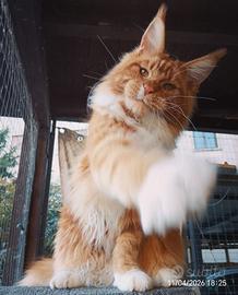 Maschi maine coon per monta