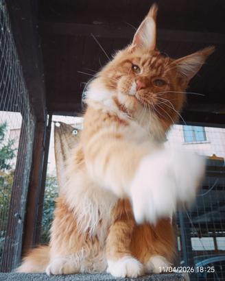 Maschi maine coon per monta