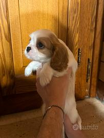 Cucciolo blenheim Cavalier King