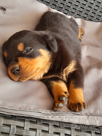 Cuccioli rottweiler