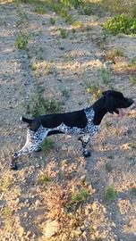 cane da tartufo 