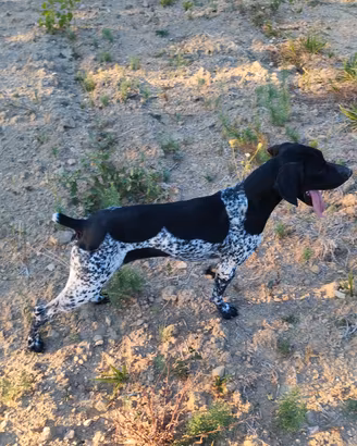 cane da tartufo 