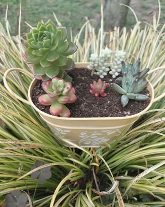 composizione di piante grasse