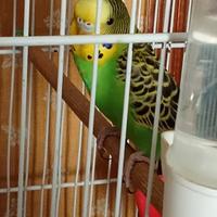 Cocorita con gabbia e i suoi accessori