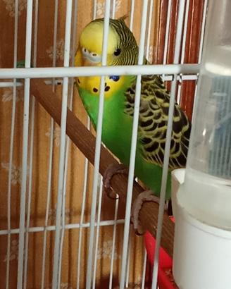 Cocorita con gabbia e i suoi accessori