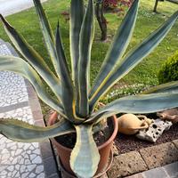 Agave in vaso di terracotta