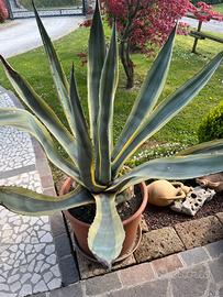 Agave in vaso di terracotta