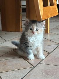 Cuccioli gatto siberiano