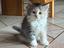 Immagine 1