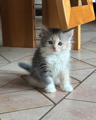 Cuccioli gatto siberiano