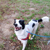 Cane incrocio border collie