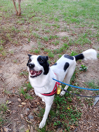 Cane incrocio border collie